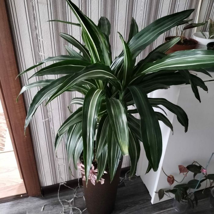 Драцена большая  не дорого