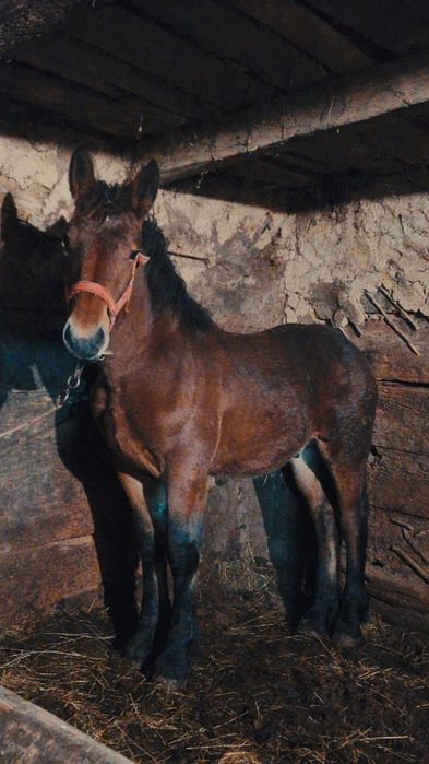 De vânzare mânz cuminte