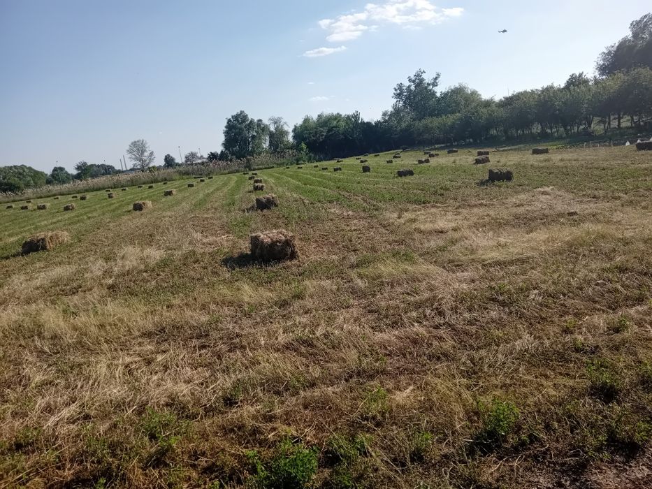 Baloti lucernă 15 lei