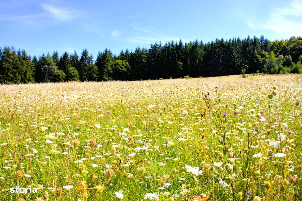 Ocazie rară 12 hectare teren extravilan,pășune sub prețul pieței
