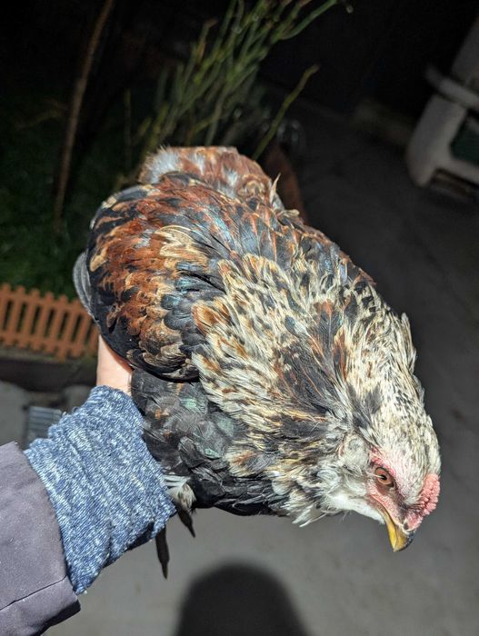 De vânzare cocos araucana