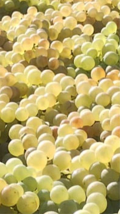 Vand struguri  de masa.