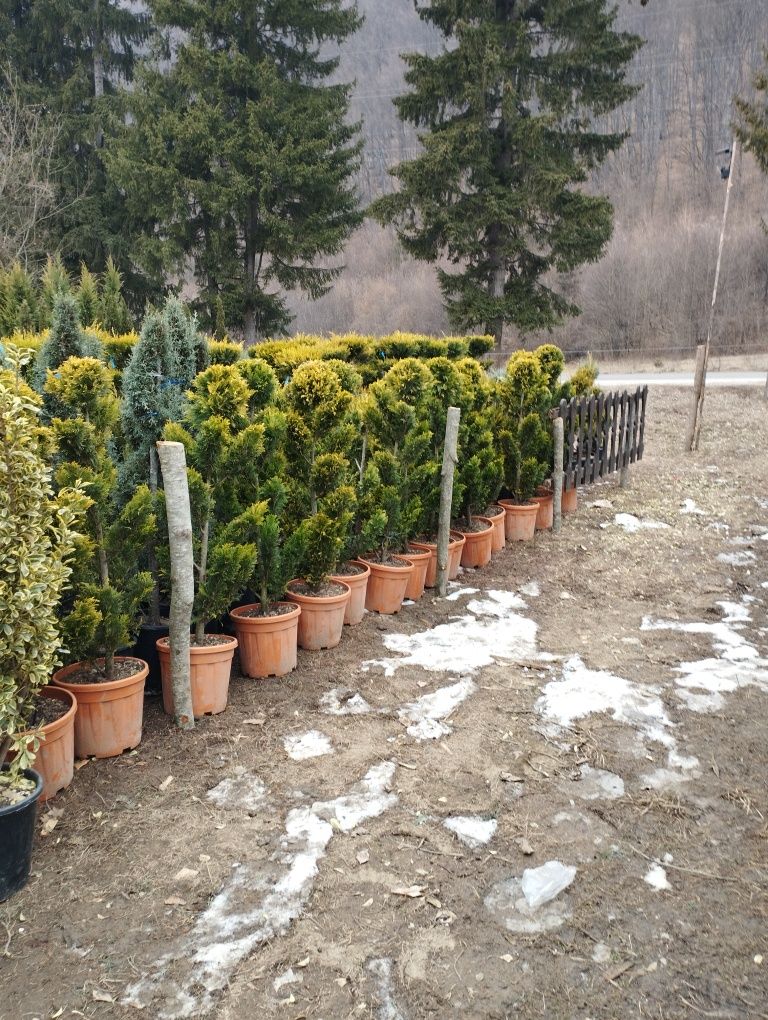 Plante ornamentale și gazon rulou