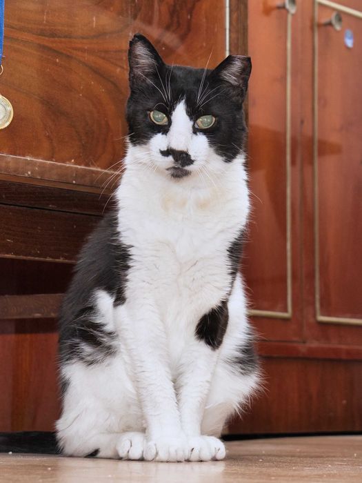 Charlie motan cuminte cu FIV adoptie