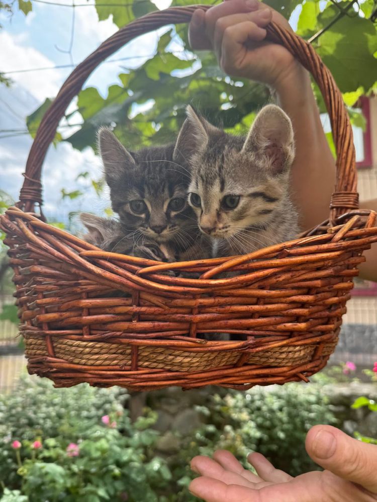Pui pisica(3 femele)