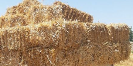 Бугдой сомони сотувда бор