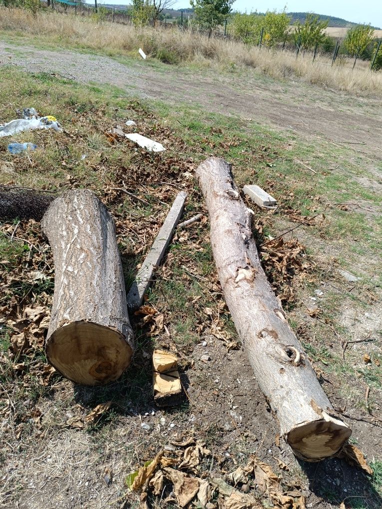 Трупи от Пауловния