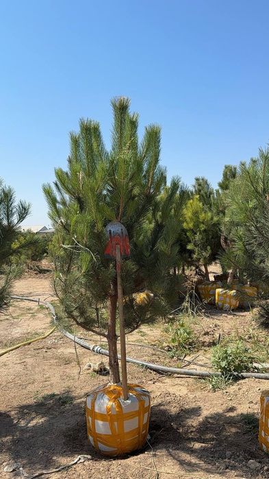 Чёрный сосна  Турция