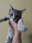 Пристраивается котенок