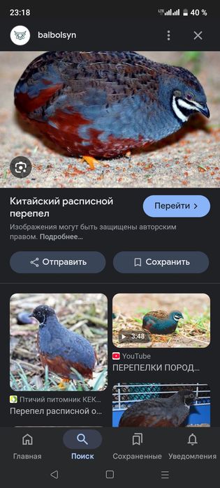 Японская перепалка