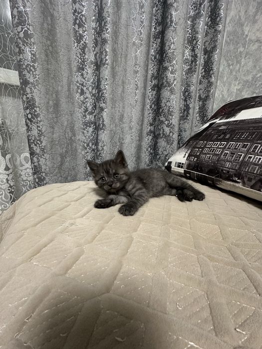 Бриташки 2 мальчика