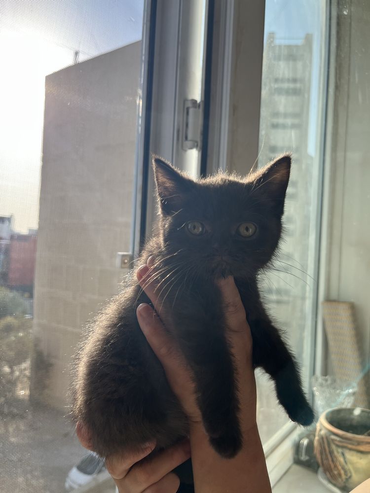 Котенок Британский Девочка
