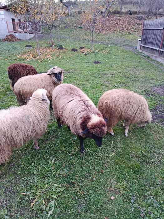 De vânzare 6 miele de anul acesta