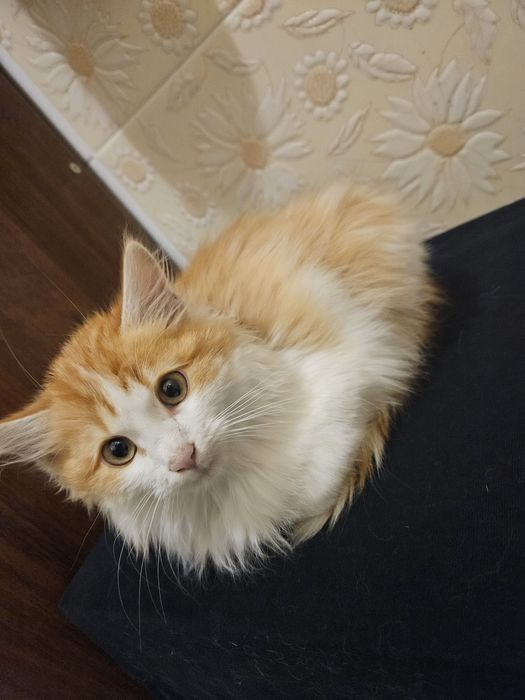 Отдам котёнка в добрые руки