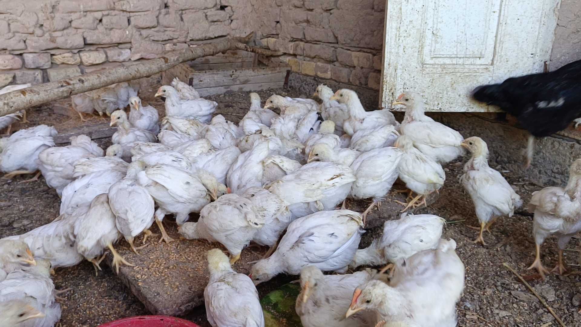 Tovuq joʻjalari bor