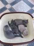 scottish fold bolachalari