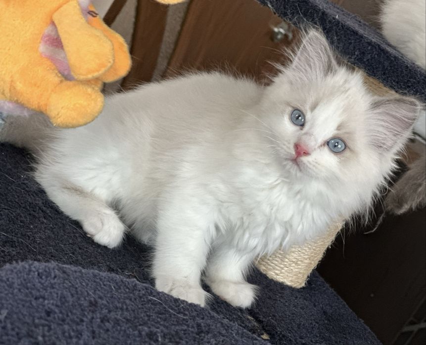 Регдол  / Ragdoll /  котенца