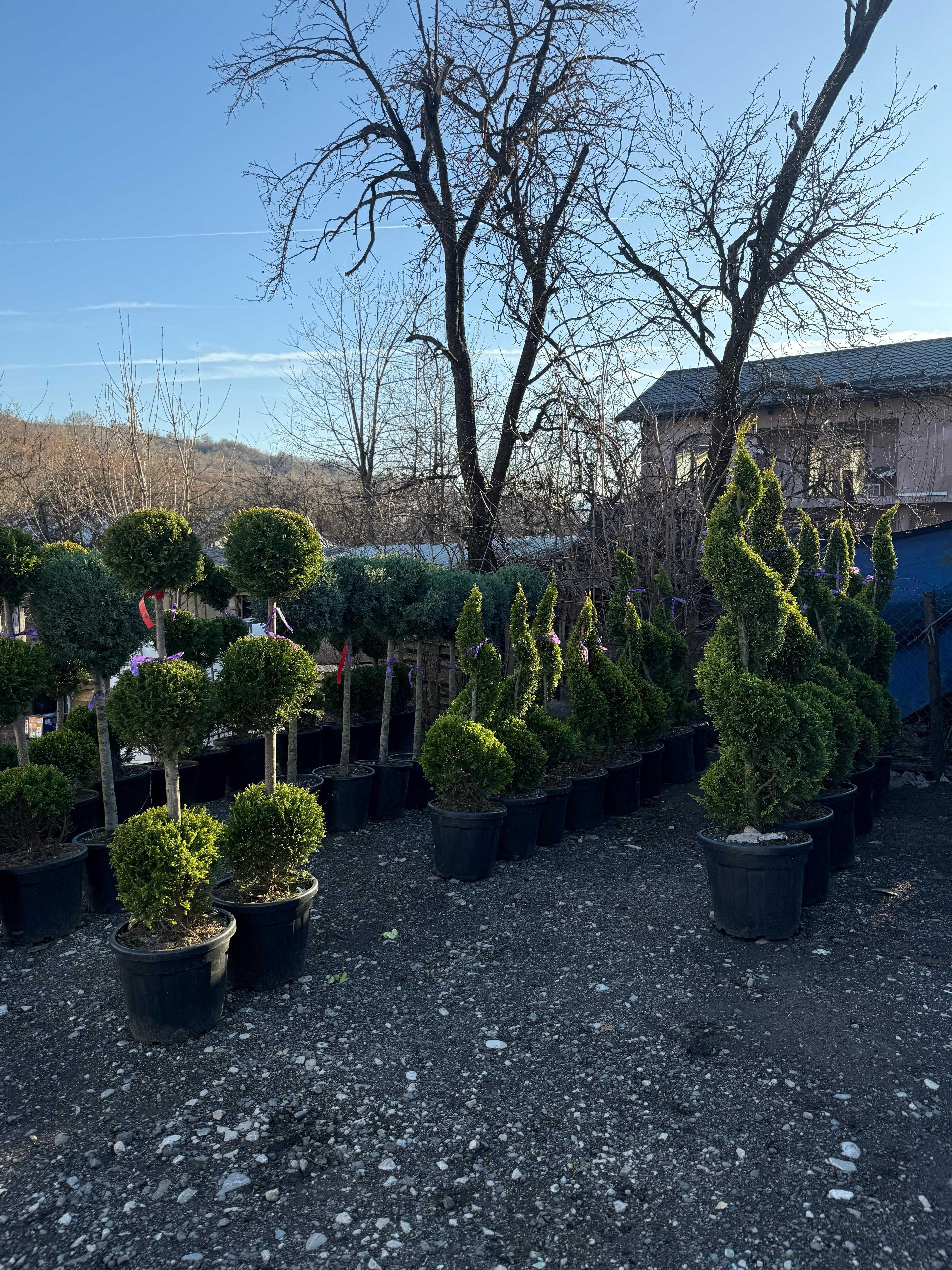 Amenajări grădini cu plante rezistente și piatră naturală!