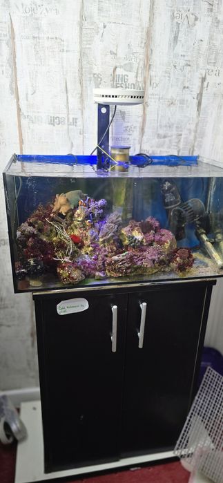 Acvariu marin complet cu pesti corali etc