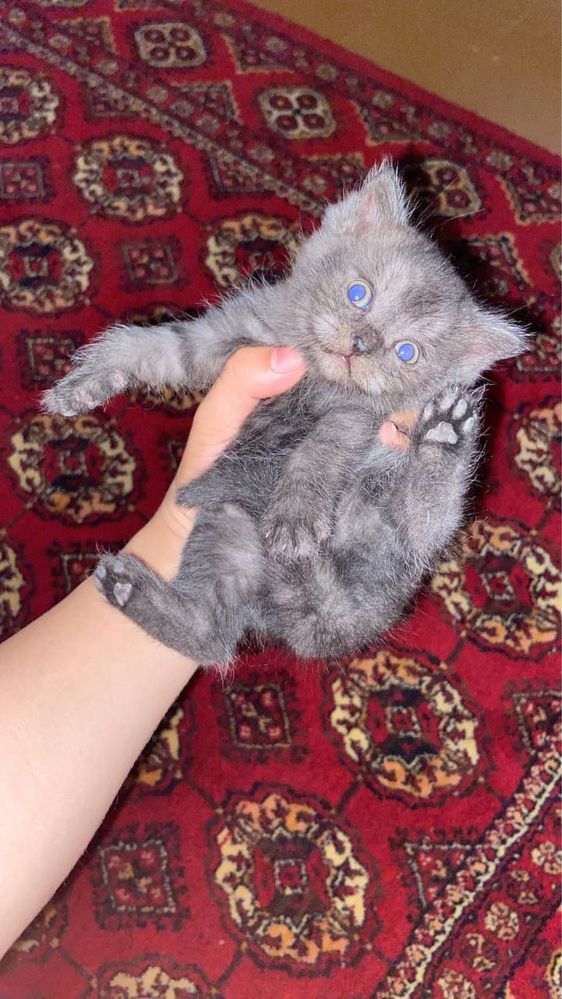Scottish fold mushuk