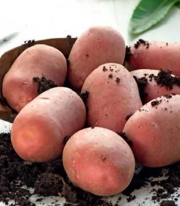 Cartofi consum bellarosa