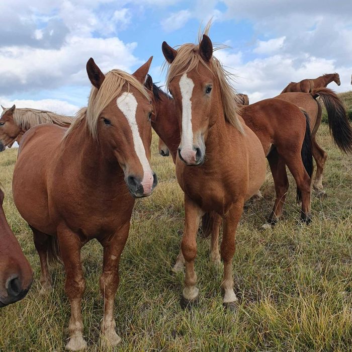 Продавам телета и коне