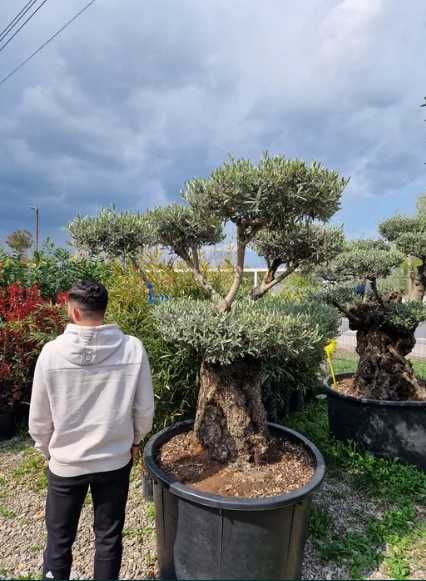 Bonsai Maslin ( olea europaea ) vand maslini , plante exotice