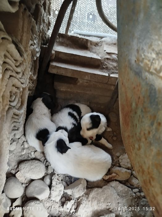 Отдаю щенят даром 3 щенята девочки напишите или звоните!!!