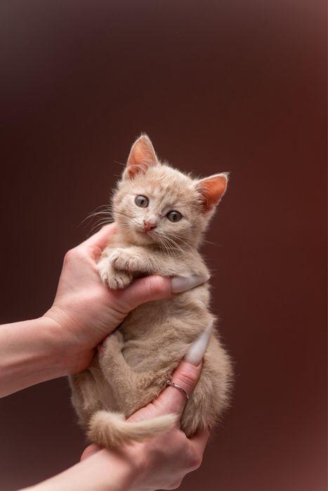 Илай (мальчик, 3 месяца) в поисках самых любящих котородителей