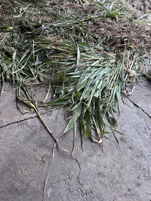 O’t makka poya non qoq sotiladi