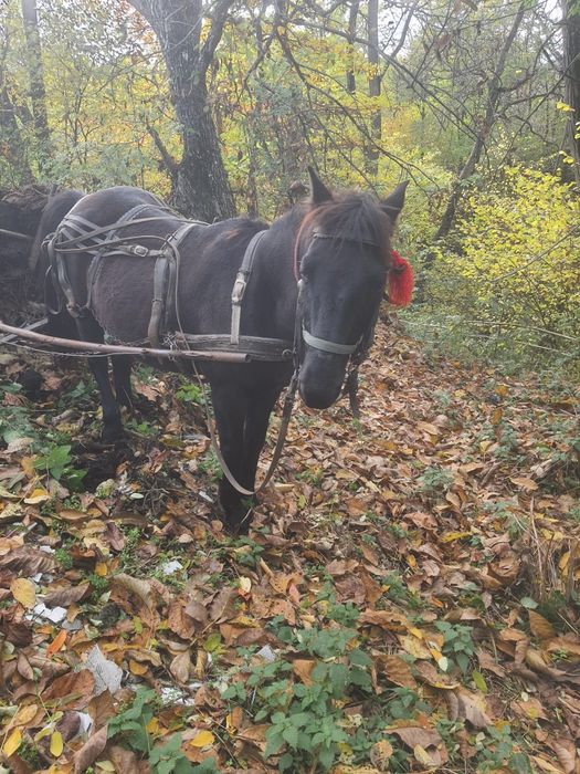 De vânzare cal castrat  și mânză