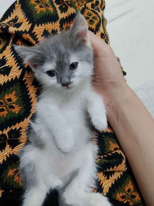Uy mushuklari bor