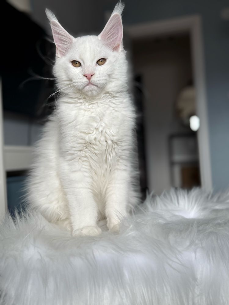 Мейн кун котенца / Мейн куун котенца / Maine coon kittens