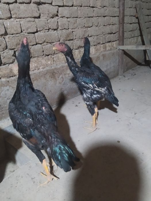 Dakan joʻjalar sotiladi 5 oyli