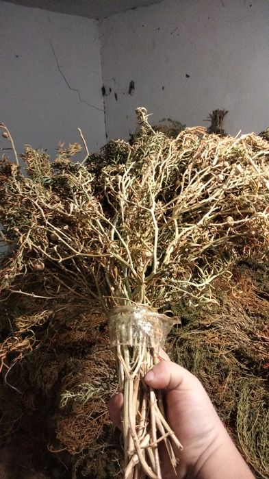 Адыраспан тутететин