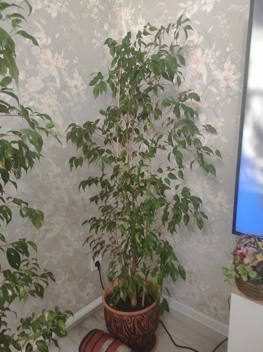 Фикус Бенджамина, 1м70см, керамический горшок
