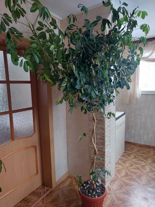 Продается растение Шеффлера(для офисов,кафе,просторных залов)