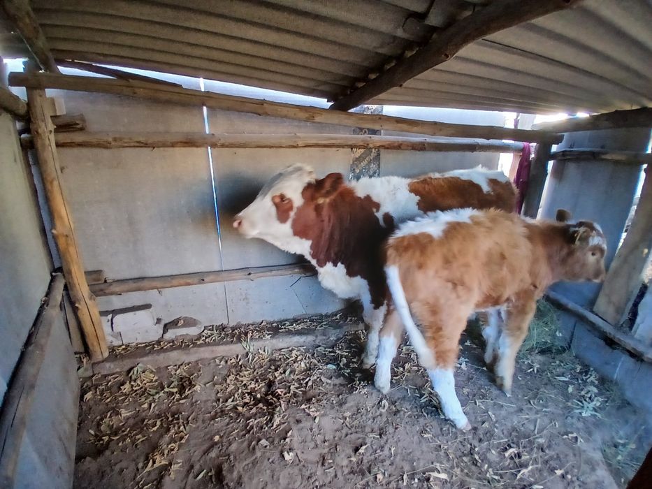 Продам коровы стельные и с телятами