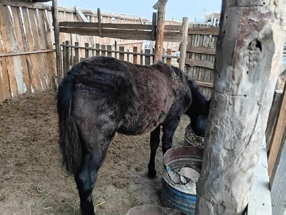 Семиз жабыгылар сатылады