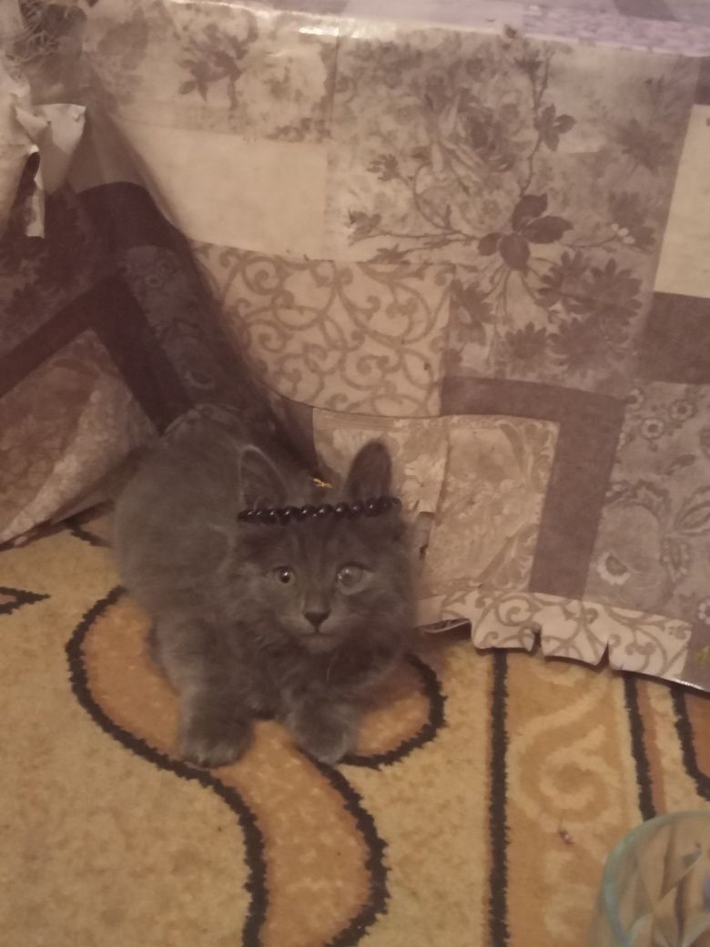 Котенок скоттиш страйт