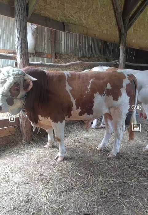 Taur baltat romanesc