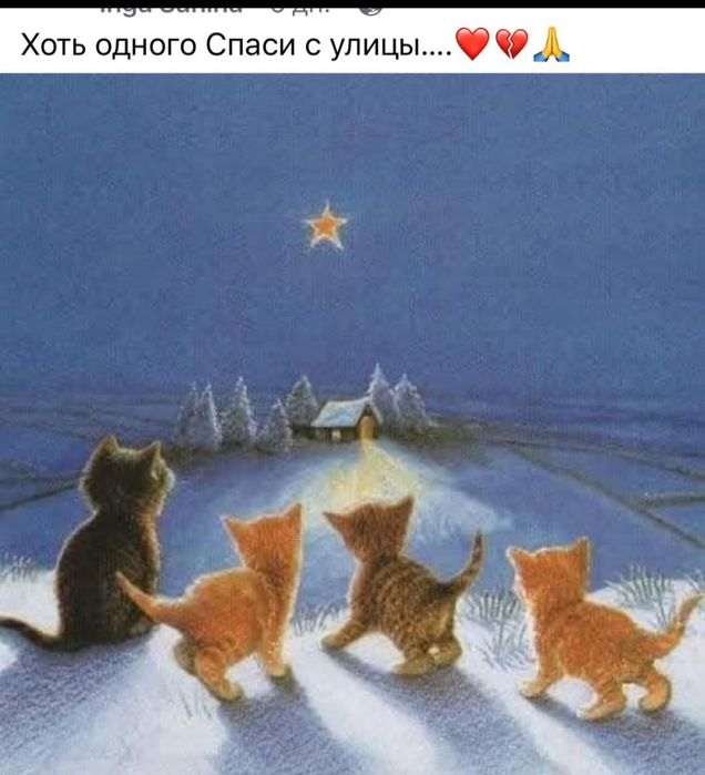 Ждём любящих хозяев