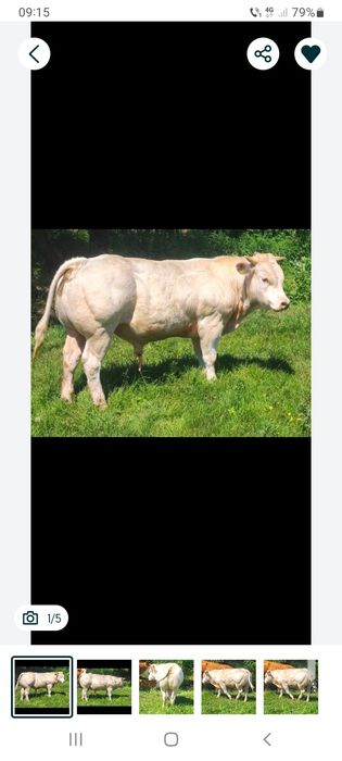 Vând vițel de rasă, cuminte și foarte gras.