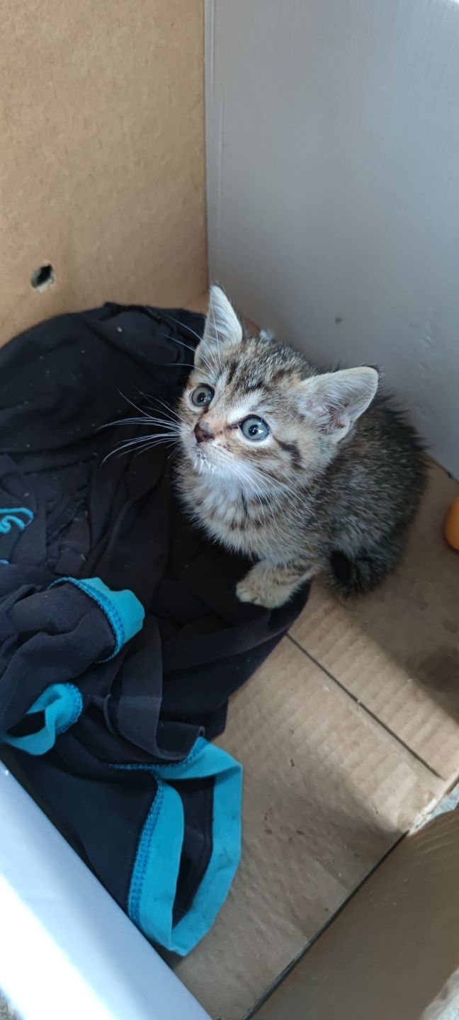 Подарявам мъжко коте