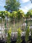 Plante ornamentale decorative