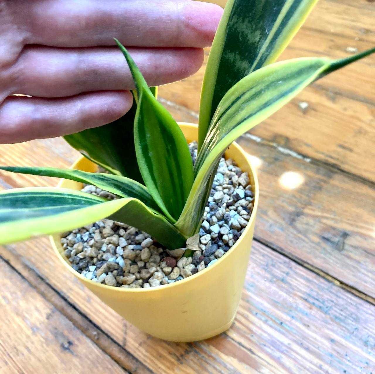 Сансевиерия Голден Флейм (Sansevieria Golden Flame)