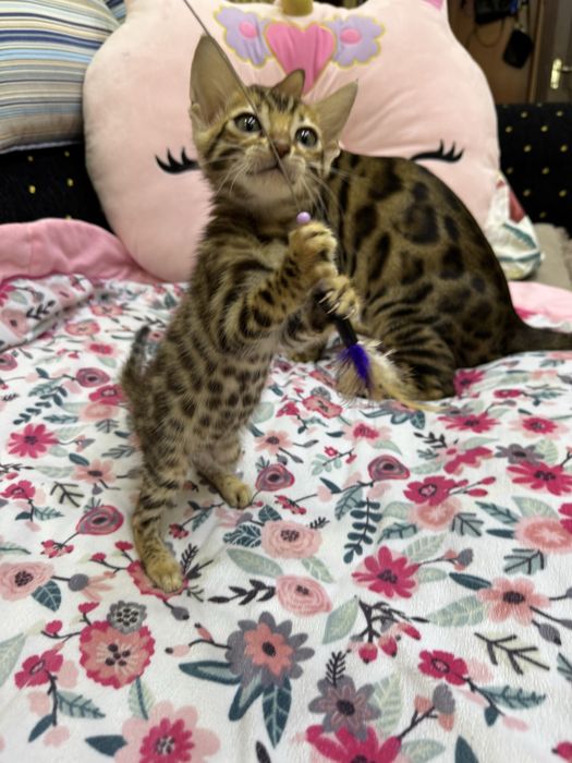 Бенгальская кошка