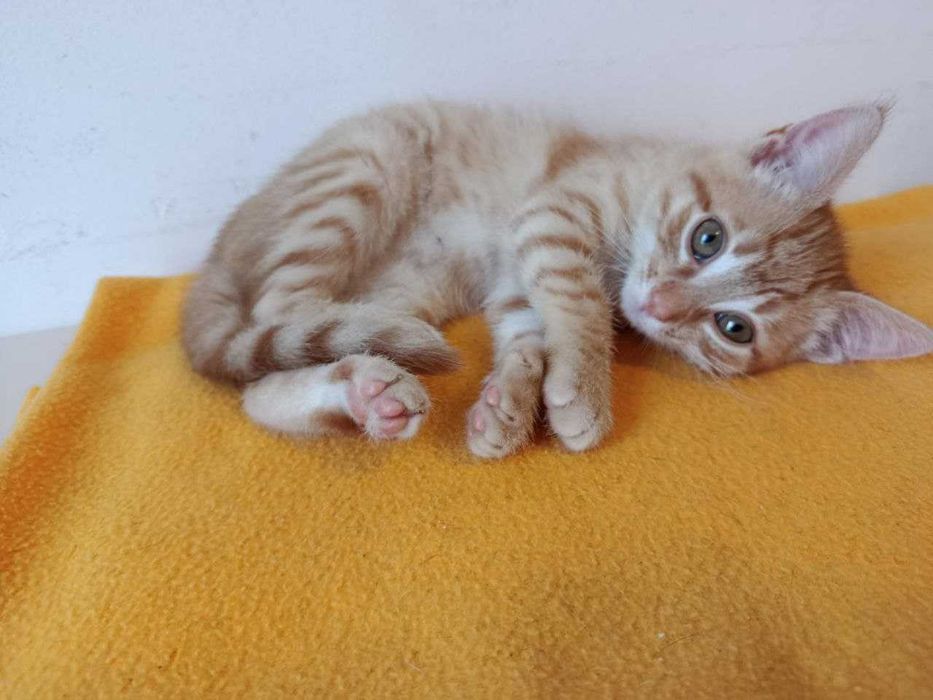 Домашни котенца, на 2,5 месеца, търсят любящи домове