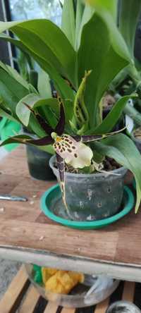 Орхидея Брассия( Паук)