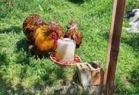Орпингтон и млади пилета